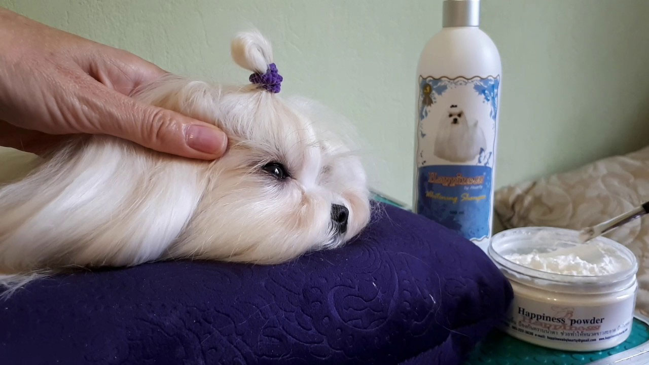 Comment enlever les taches de larmes d'un chien blanc