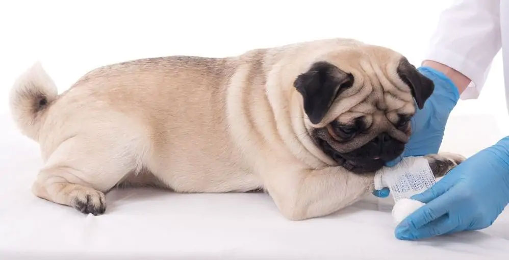 Le chien s'est blessé à la patte.