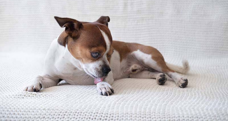 mycose des pattes de chien