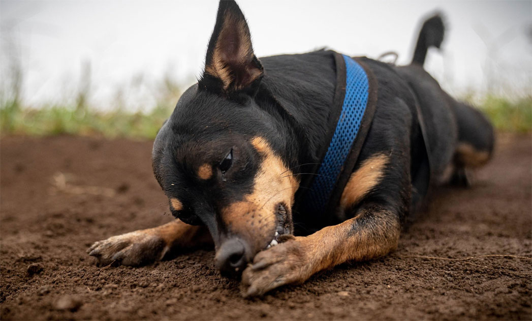 Blessures et maladies des pattes des chiens