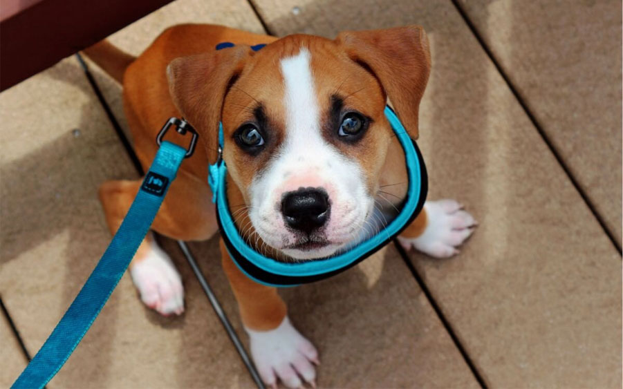 Pourquoi le chiot a-t-il peur de sortir ?