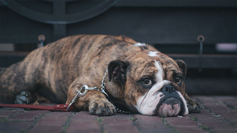 Le chien ne veut pas aller se promener car il ne se sent pas bien.