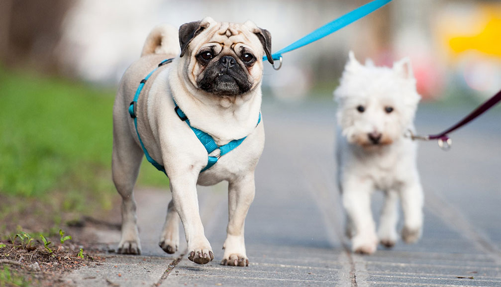 Pourquoi le chien ne veut-il pas aller se promener ?