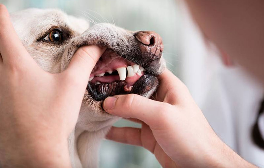 Comment vérifier la couleur des muqueuses d'un chien