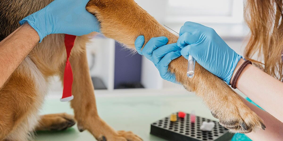 Diagnostic de l'anémie chez le chien