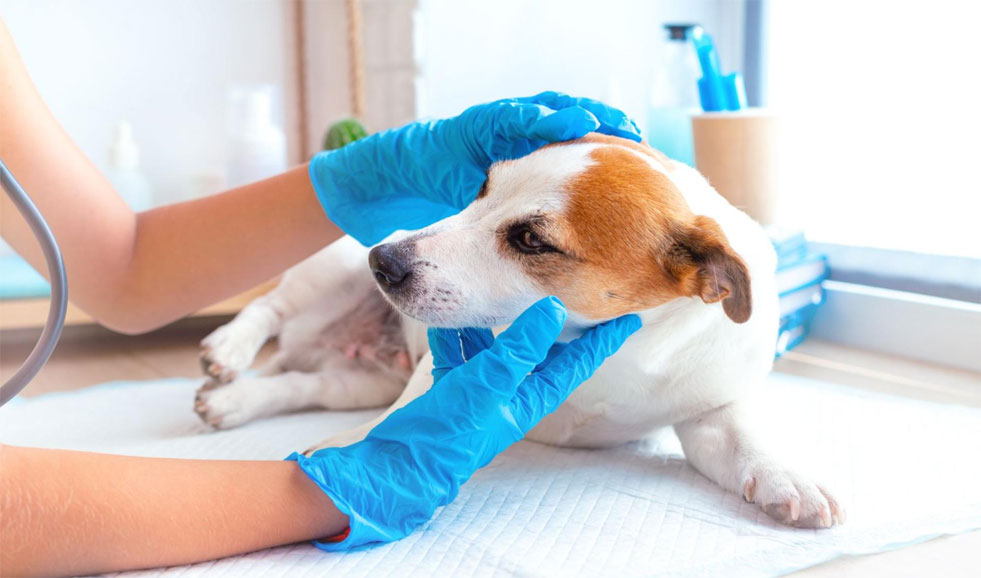 Aide d'urgence pour un chien