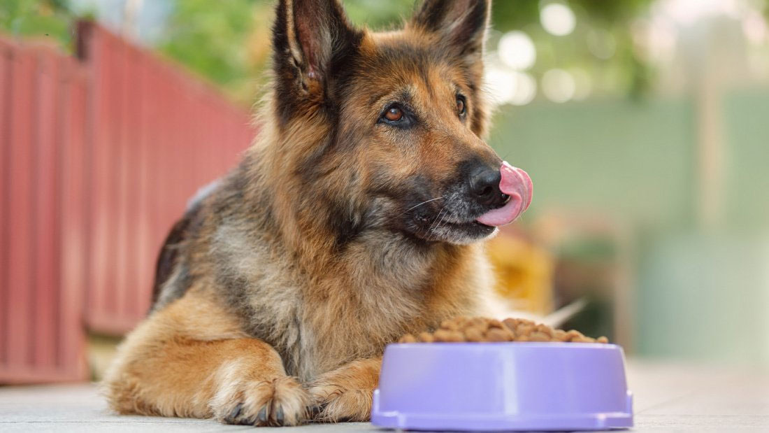 Nourrir un berger allemand