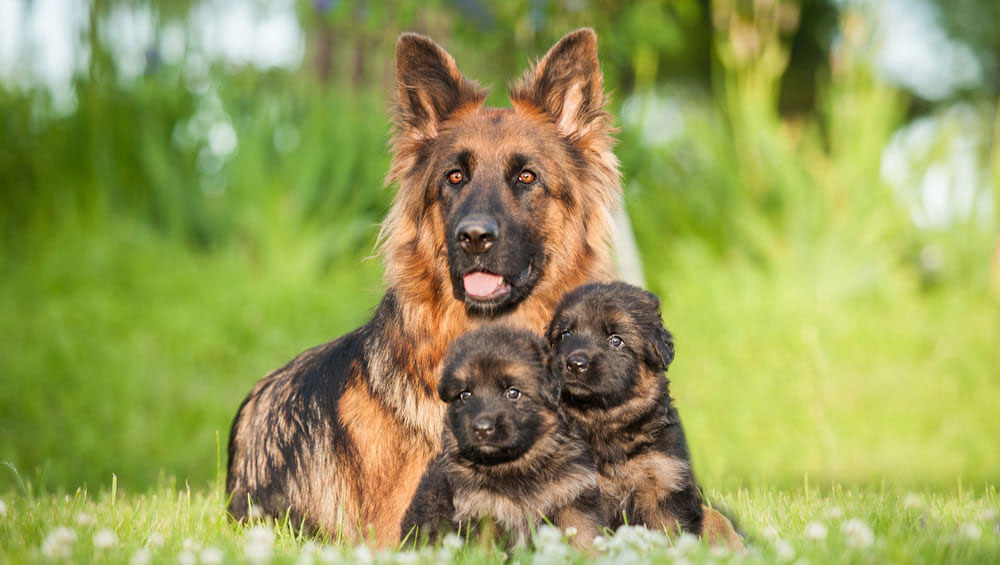 Alimentation du Berger Allemand - Que donner à manger aux chiots et aux chiens adultes ?