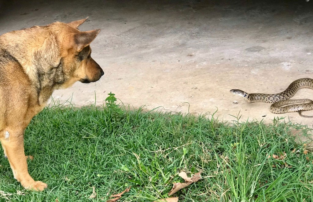 Comment savoir si votre chien a été mordu par un serpent (symptômes)