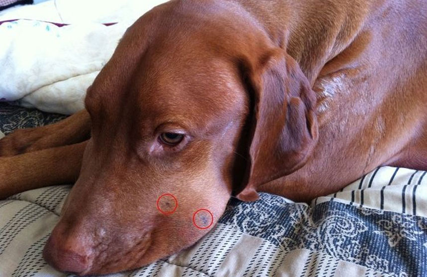 À quoi ressemble une morsure de serpent sur un chien ?