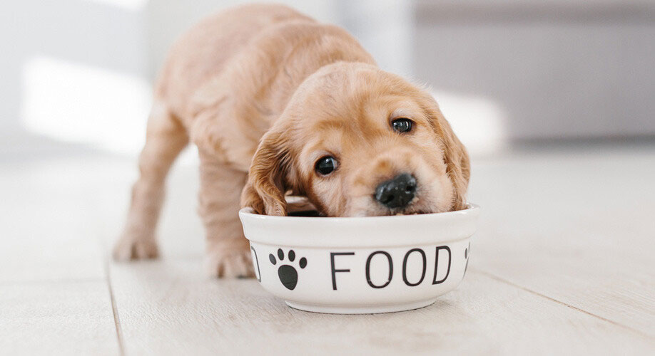 Comment bien nourrir un chien