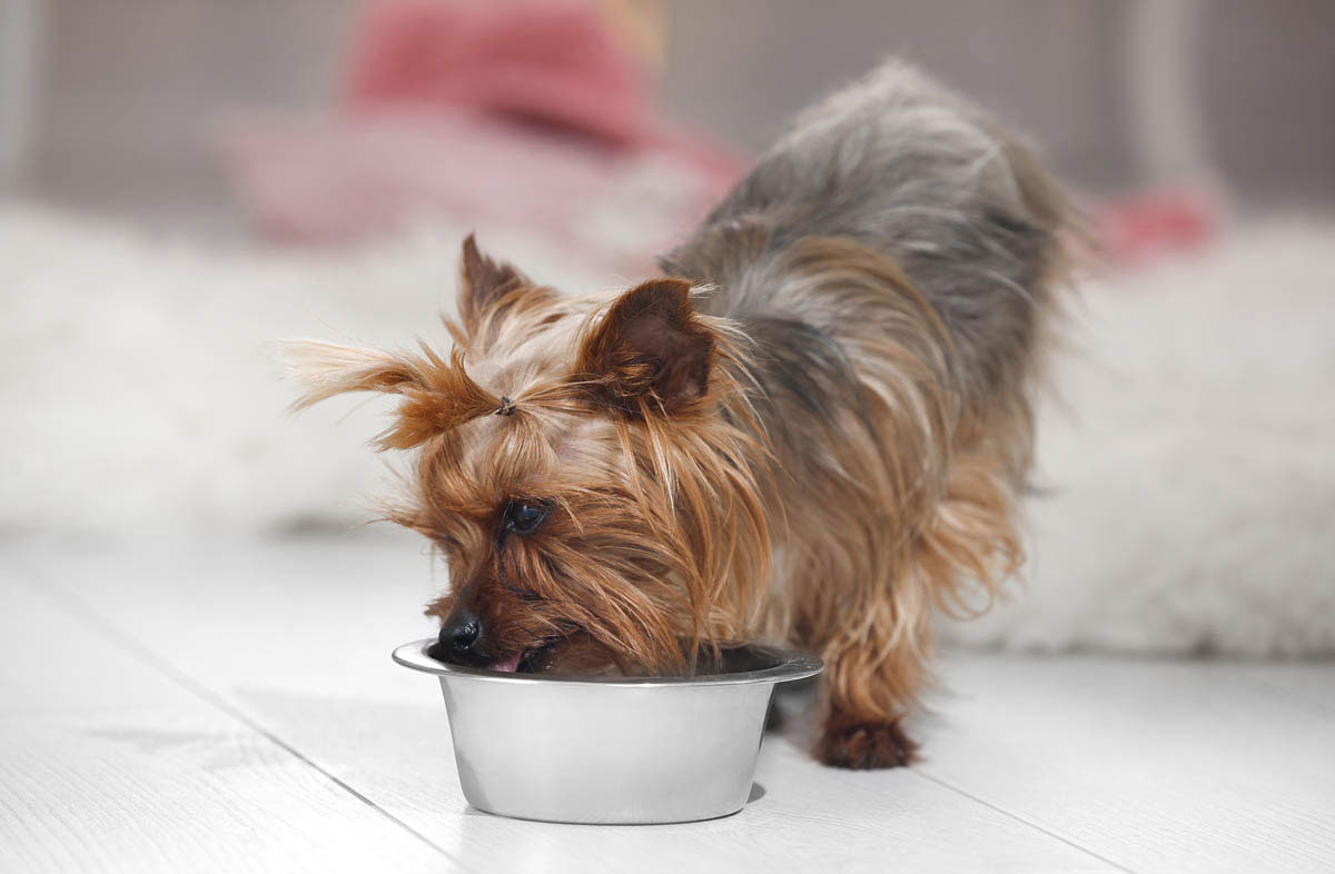 Comment calculer les besoins quotidiens en aliments humides et secs d'un chien