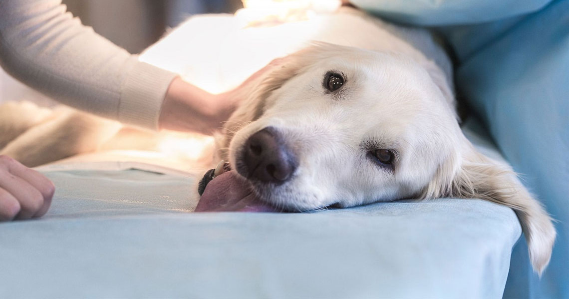 Que faire si votre chien est empoisonné ?