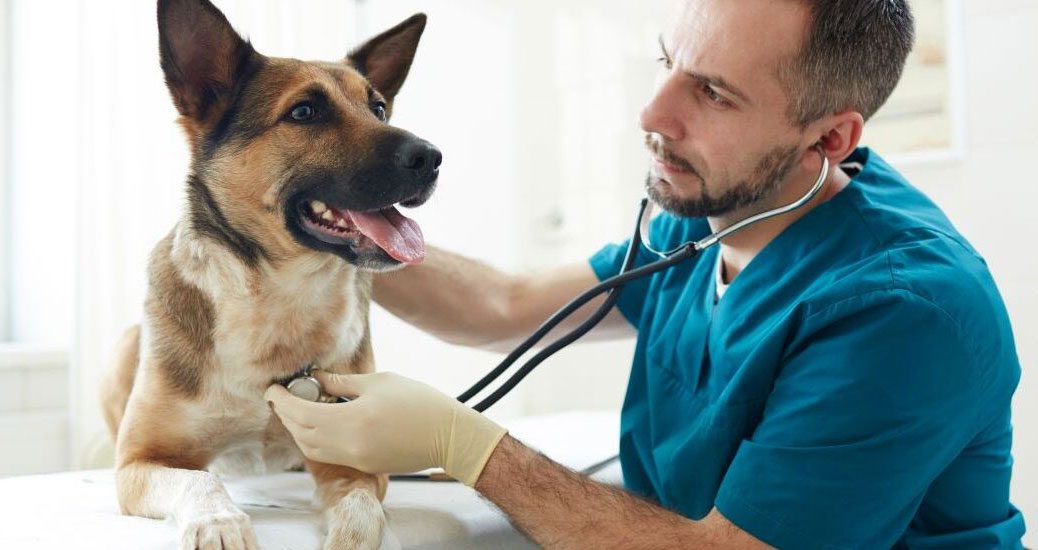 Normes de fréquence cardiaque pour différentes races de chiens