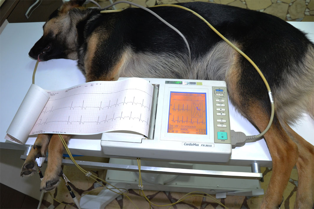 Cardiogramme pour chien