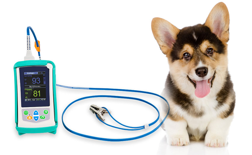 Oxymètre de pouls pour chiens