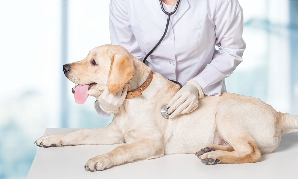 Diagnostic des maladies cardiaques chez le chien