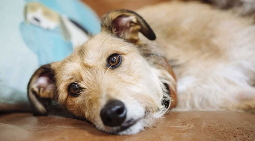 Comment reconnaître une crise cardiaque chez un chien