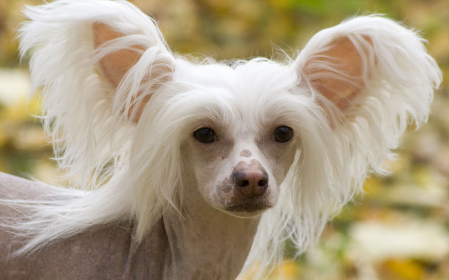 Coups de soleil chez le chien : causes, premiers secours et traitement