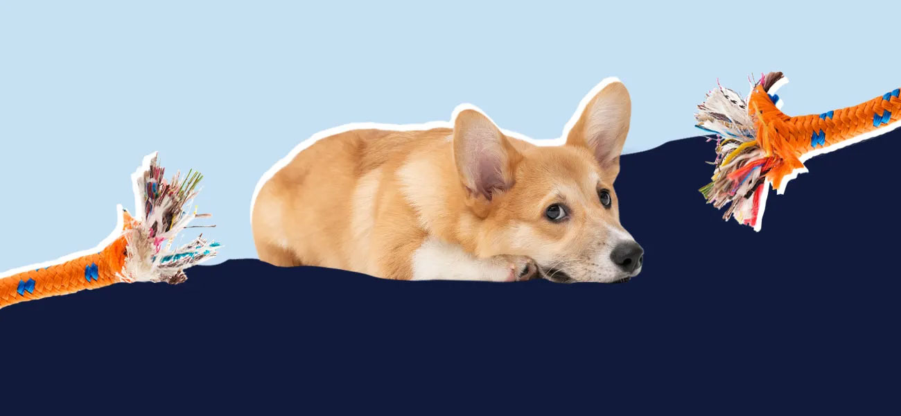 Brûlures électriques chez le chien : premiers secours et traitement