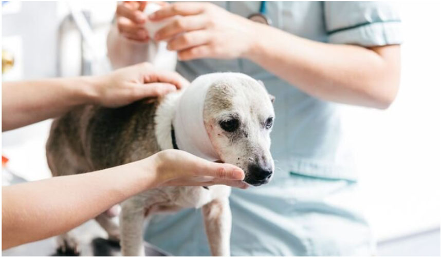 Premiers secours et traitement des brûlures chez le chien