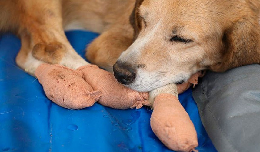 Le chien s'est brûlé les pattes.