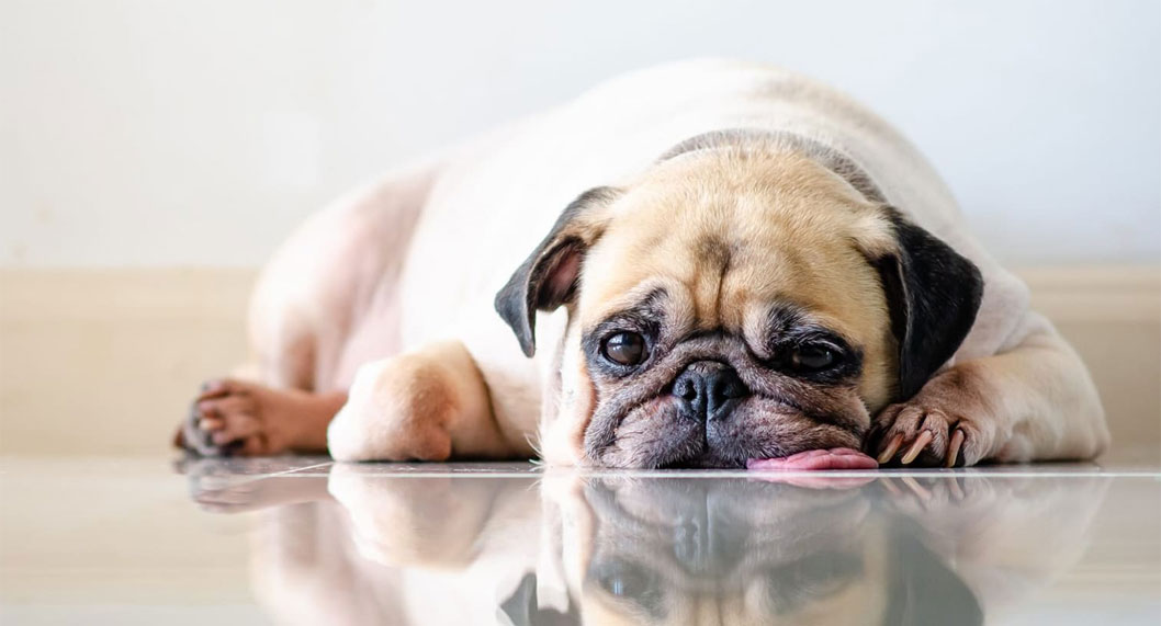 Comment savoir si un chien est déshydraté ?