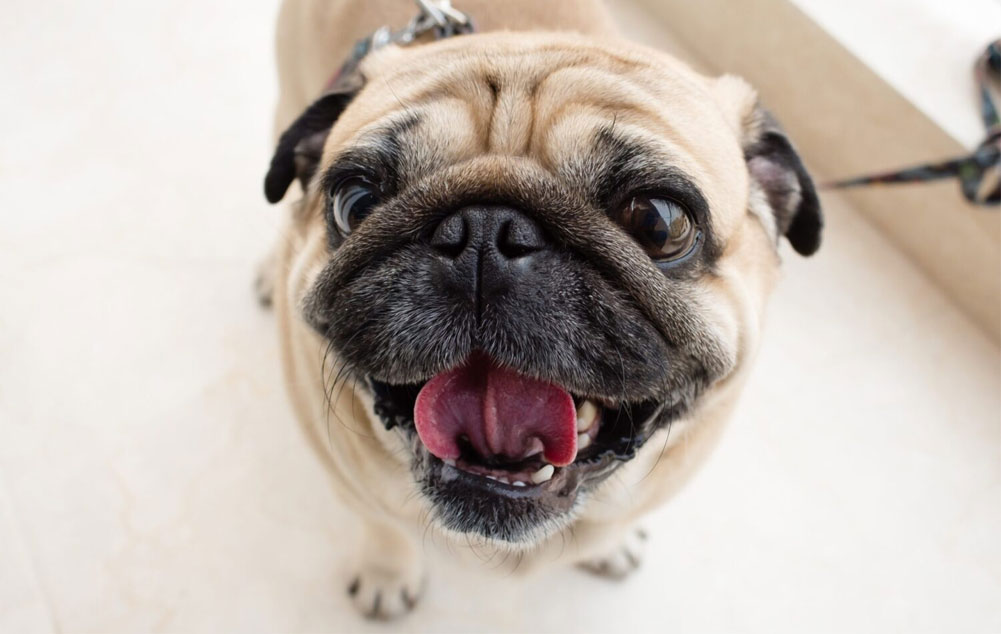 Problèmes respiratoires chez les brachycéphales