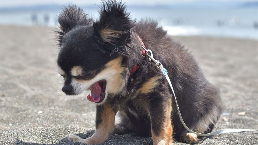 Éternuement inversé