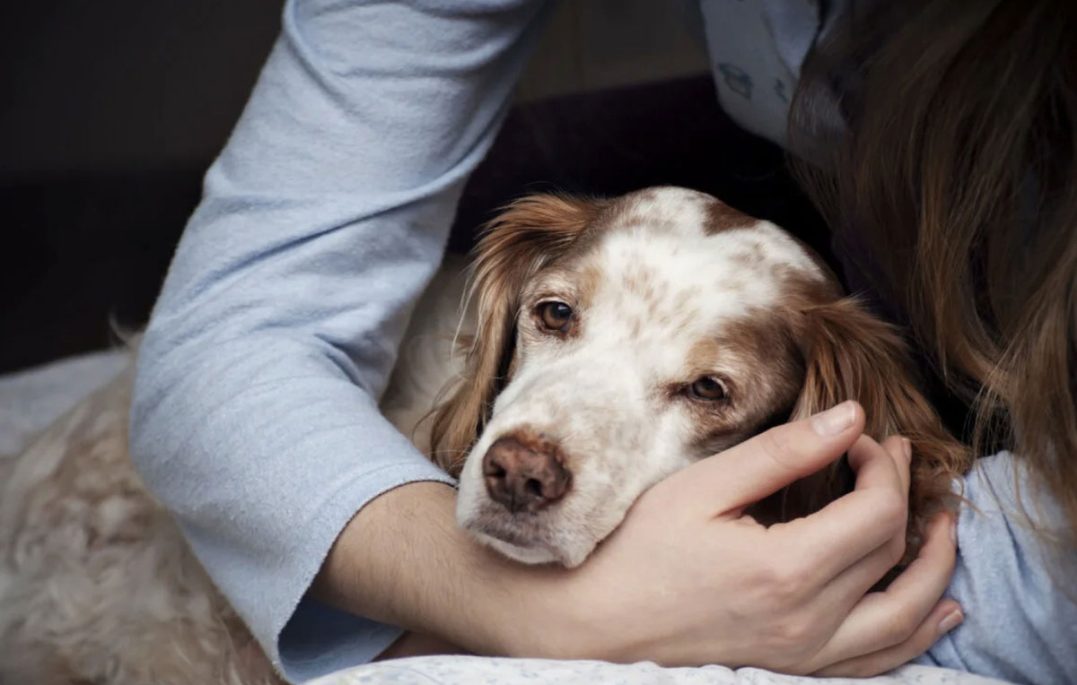 Que faire si votre chien grogne et s'étouffe ?
