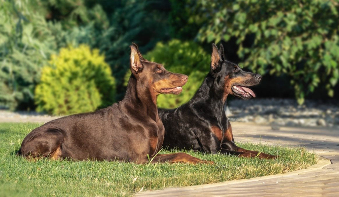 DCM chez un Doberman