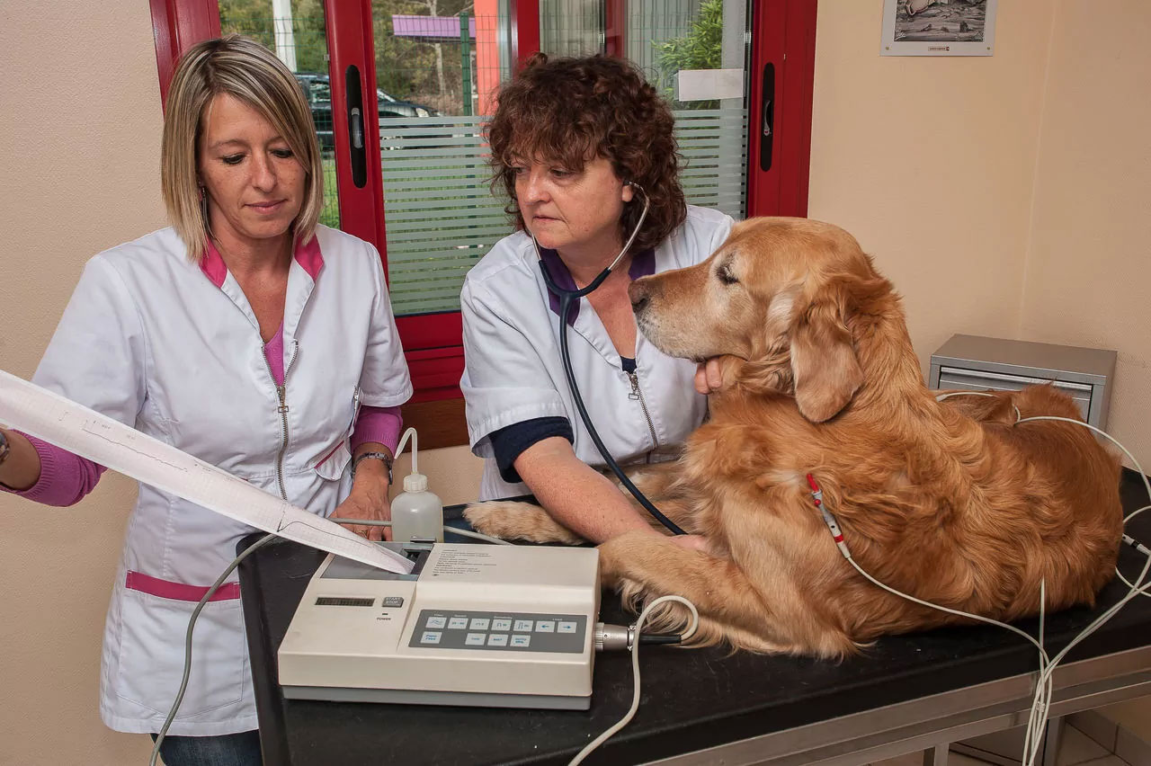 Diagnostic des maladies cardiaques chez le chien