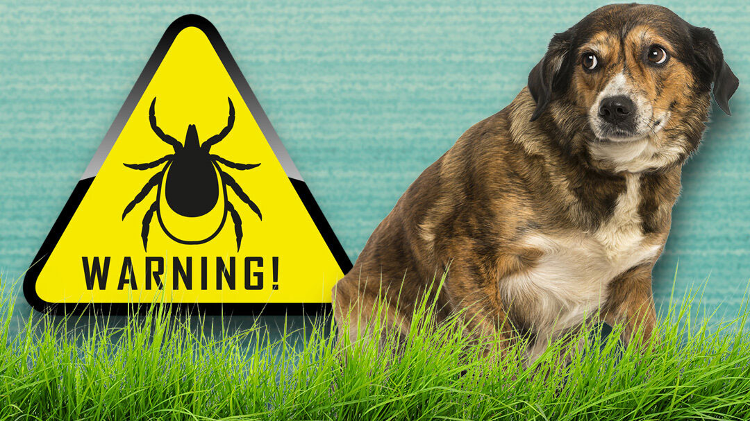 Ehrlichiose transmise par une tique