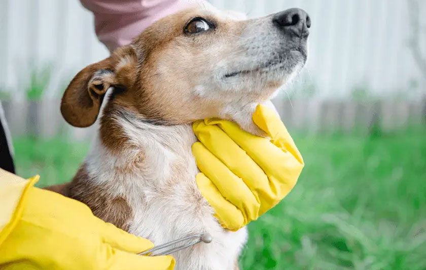 Quelles sont les maladies transmises par les tiques ?