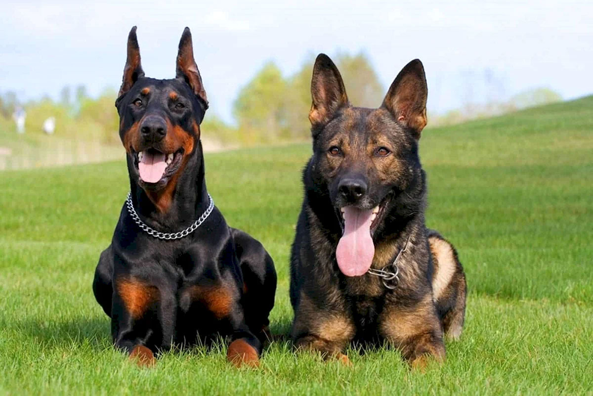 Doberman et Berger allemand