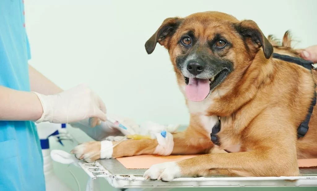 Traitement de l'ehrlichiose