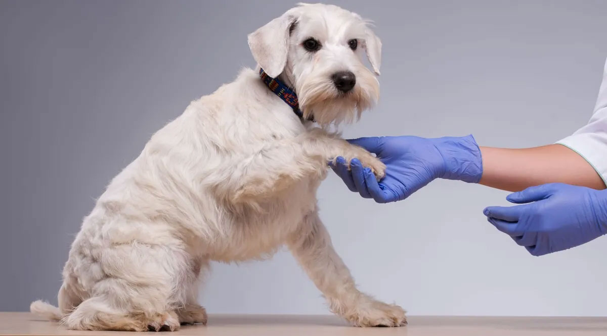 Diagnostic de l'ehrlichiose