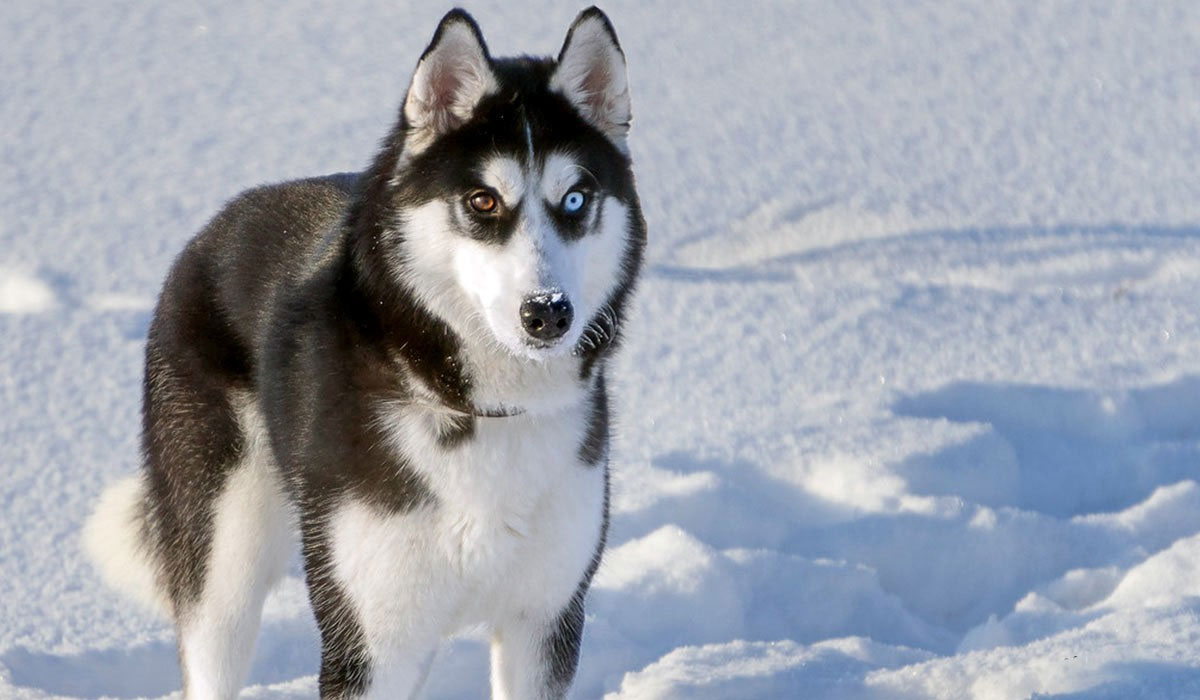 Hétérochromie chez les huskies