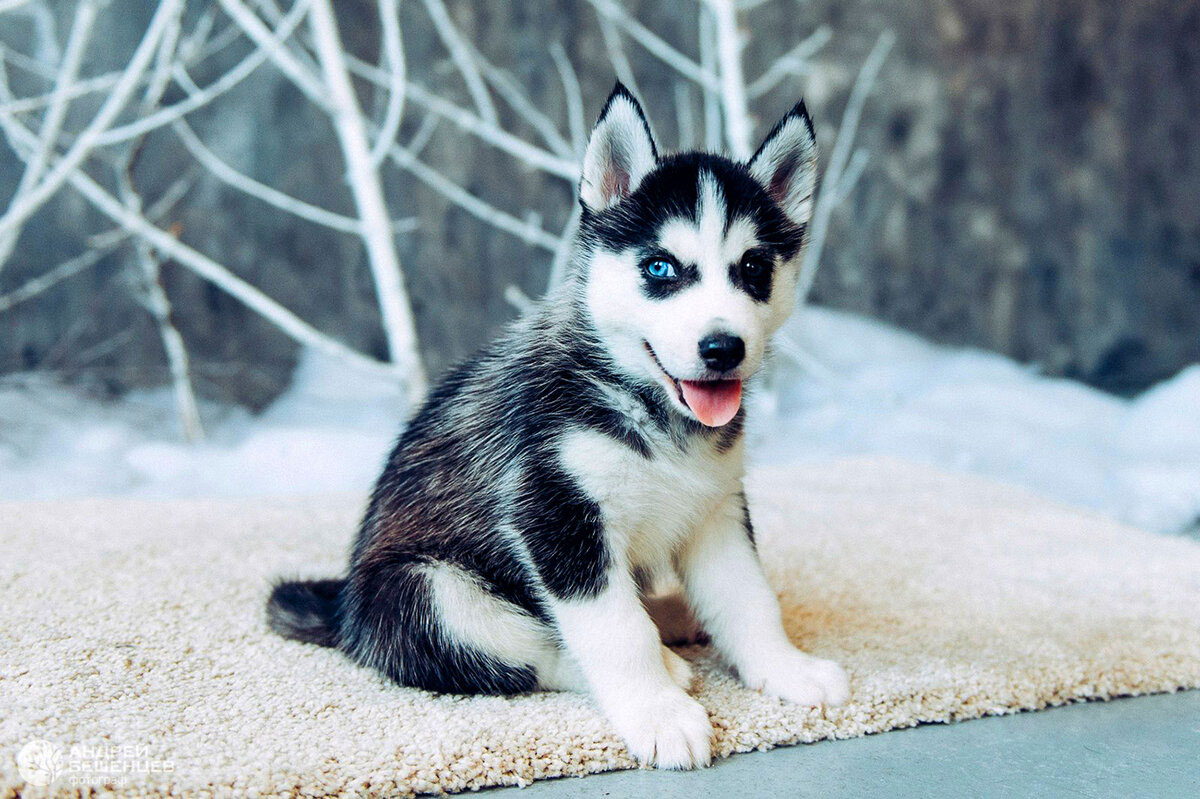 Un chiot atteint d'hétérochromie