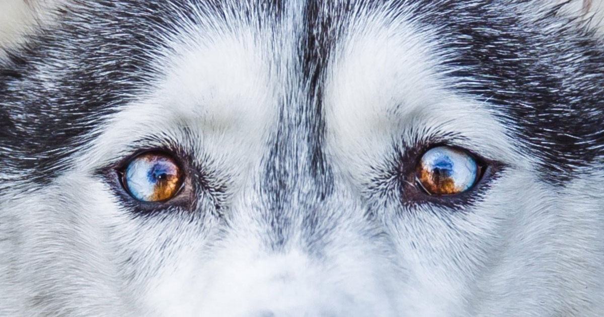 Hétérochromie sectorielle chez le chien