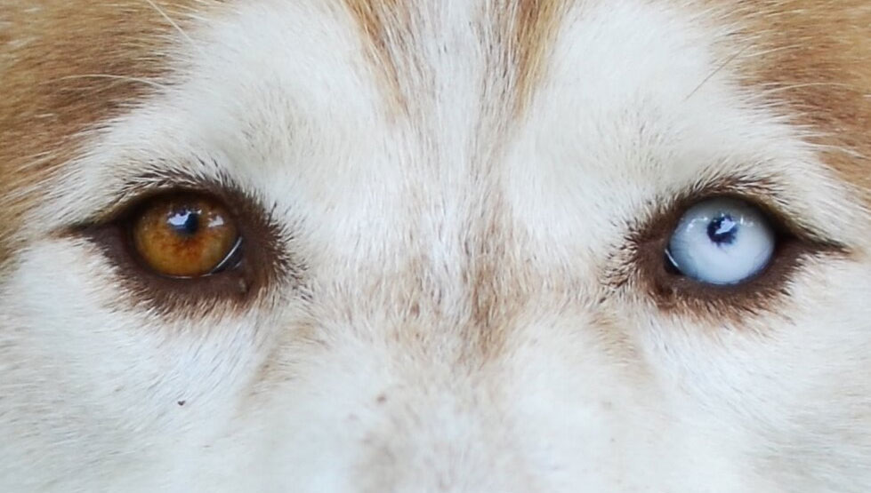 Hétérochromie complète chez les chiens