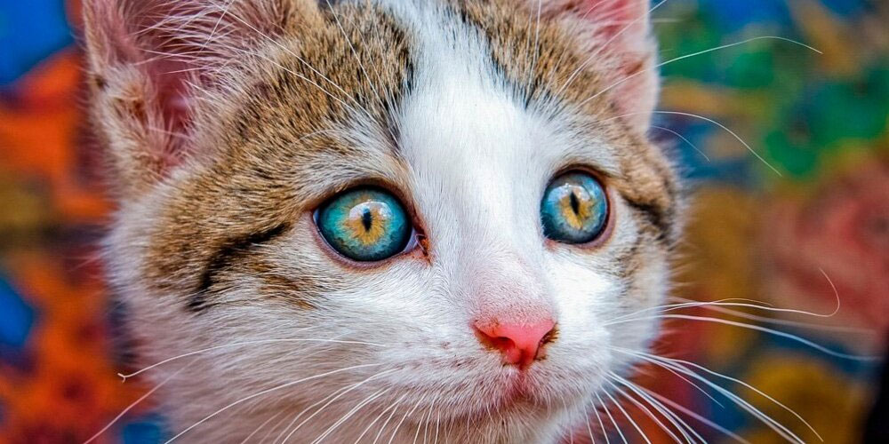 Hétérochromie centrale chez les animaux