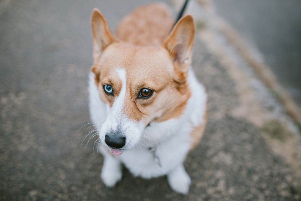 Comment se forme la couleur des yeux d'un chien