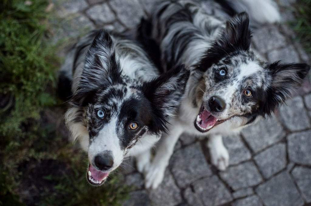 Pourquoi les chiens ont-ils des yeux de tailles différentes ?