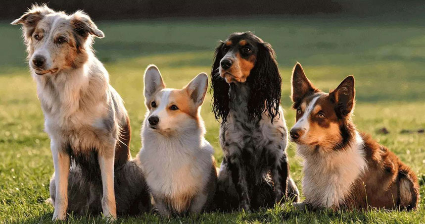 Pourquoi les chiens ont-ils les oreilles chaudes ?