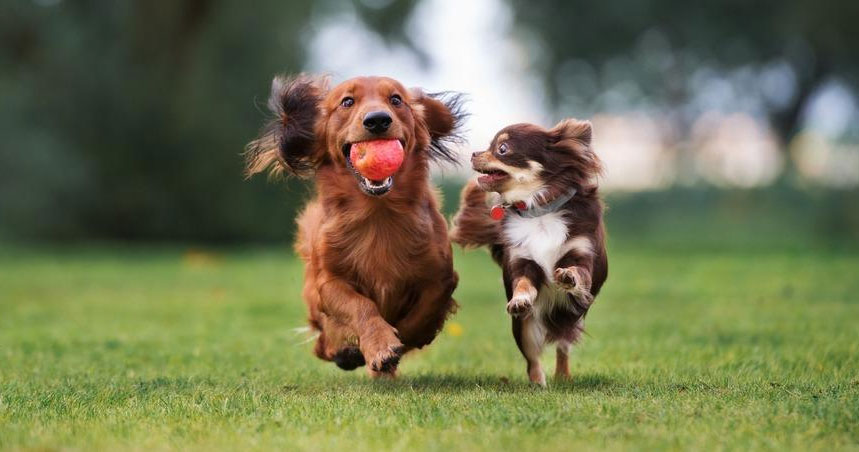 Pourquoi les oreilles des chiens deviennent-elles plus chaudes après l'exercice ?