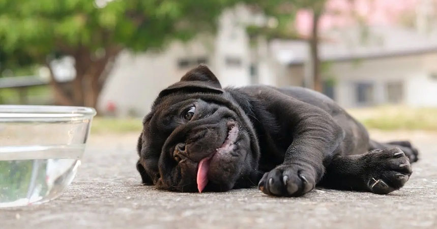 Coup de chaleur chez un chien