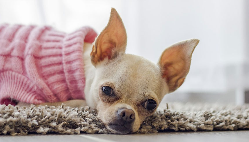 Allergies chez les chiens