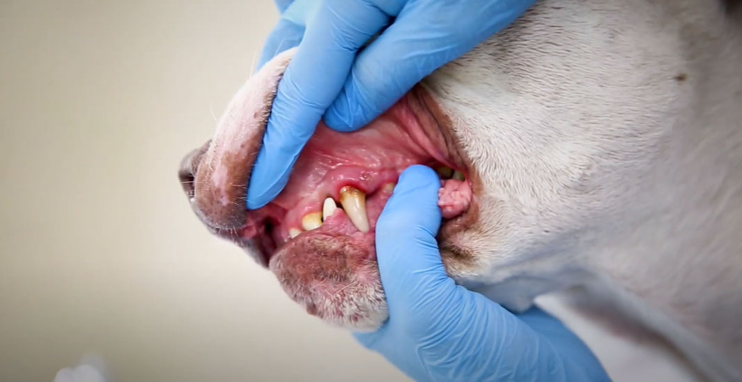 Gingivite chez le chien, photos