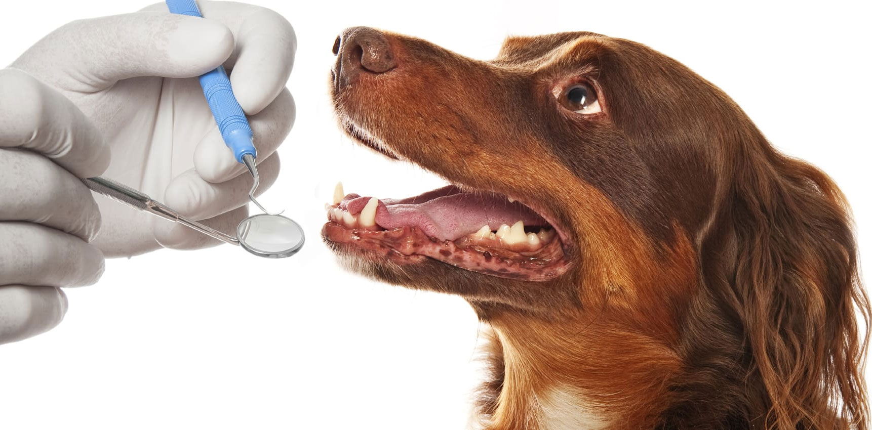 Causes de la gingivite chez le chien